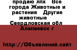 продаю лпх - Все города Животные и растения » Другие животные   . Свердловская обл.,Алапаевск г.